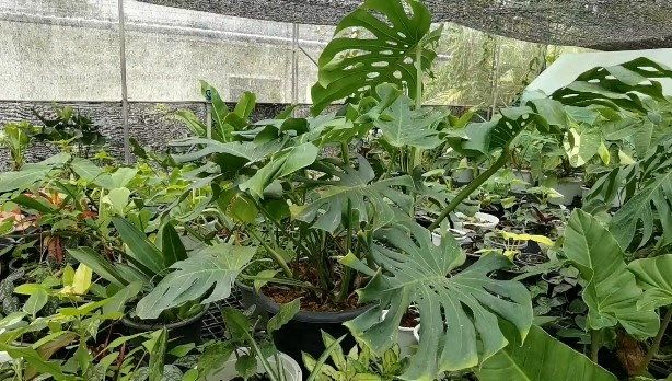 Monstera Borsigiana Mint Variegated