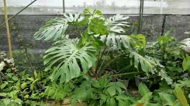 Monstera Borsigiana Mint Variegated