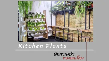 Kitchen Plants หลากไอเดียจัดสวน ผักสวนครัวของคนเมือง