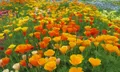 5 ดอกไม้ตระกูลหญ้าที่คนญี่ปุ่นนิยมนำมาปลูกเป็นไม้ประดับบ้านสวยงาม