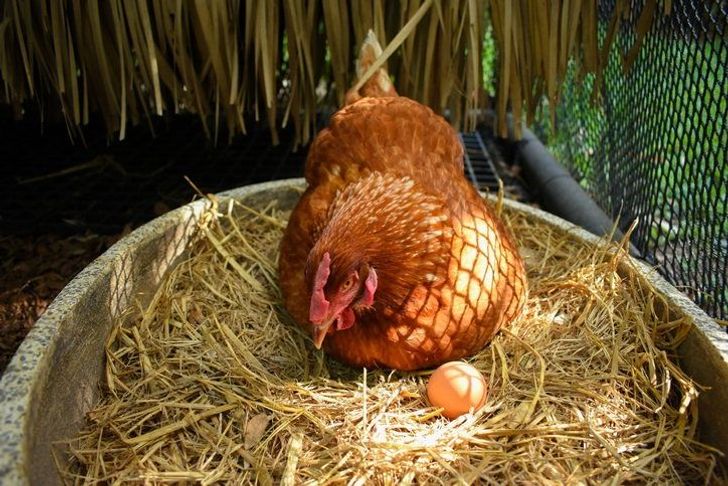 การเลี้ยงไก่ไข่