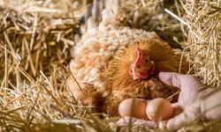 วิธีเลี้ยงไก่ไข่สำหรับมือใหม่ เลี้ยงอย่างไรให้ได้ไข่ไว้ทานเอง
