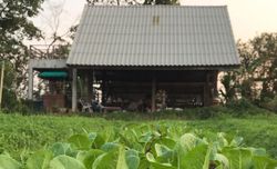 Farm Behind the Barn ฟาร์มของเราอยู่หลังฉาง