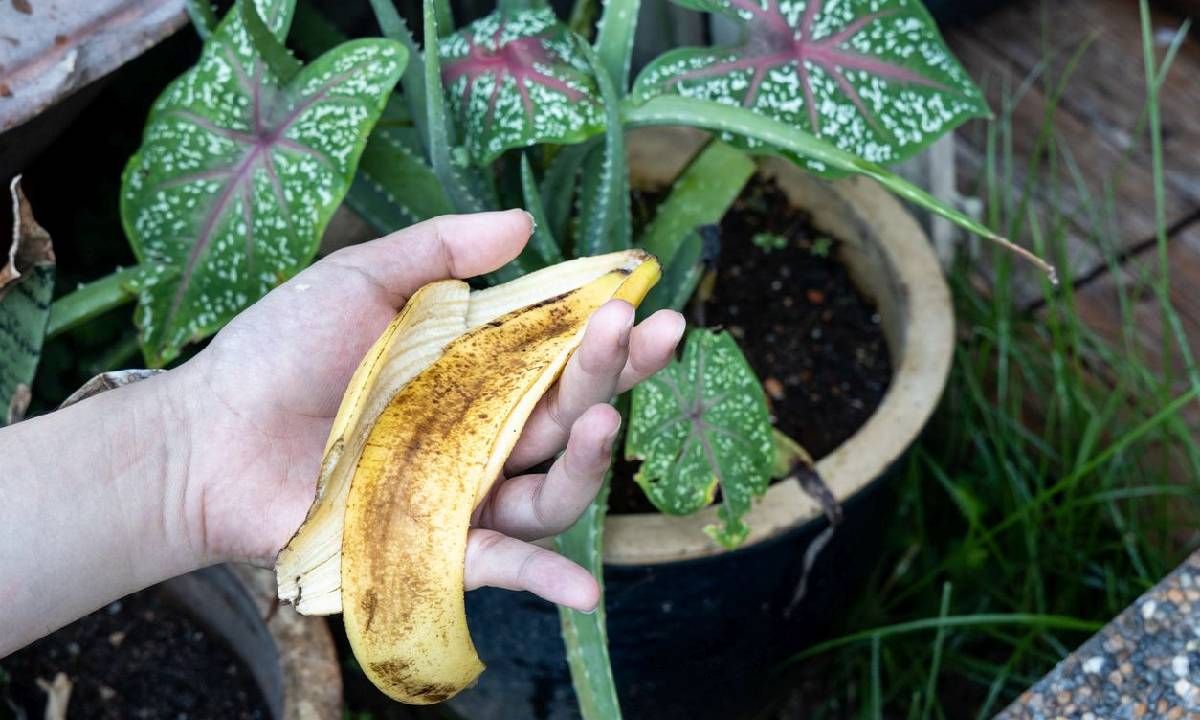 กินกล้วยอย่าทิ้งเปลือก ! วิธีทำปุ๋ยจากเปลือกกล้วย เพิ่มสารอาหารให้ดิน