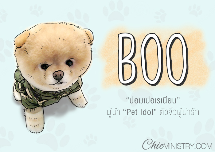“Boo” Pet Idol ที่น่ารักที่สุดในโลก