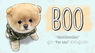“Boo” Pet Idol ที่น่ารักที่สุดในโลก