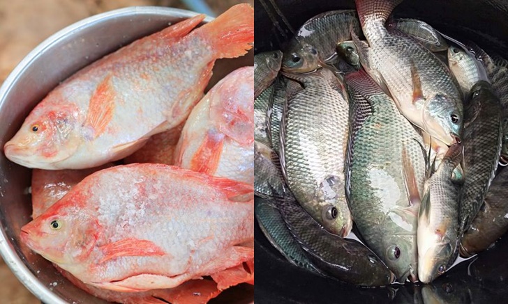 "ปลานิล" กับ "ปลาทับทิม" ต่างกันอย่างไร ปลาชนิดไหนอร่อยกว่า