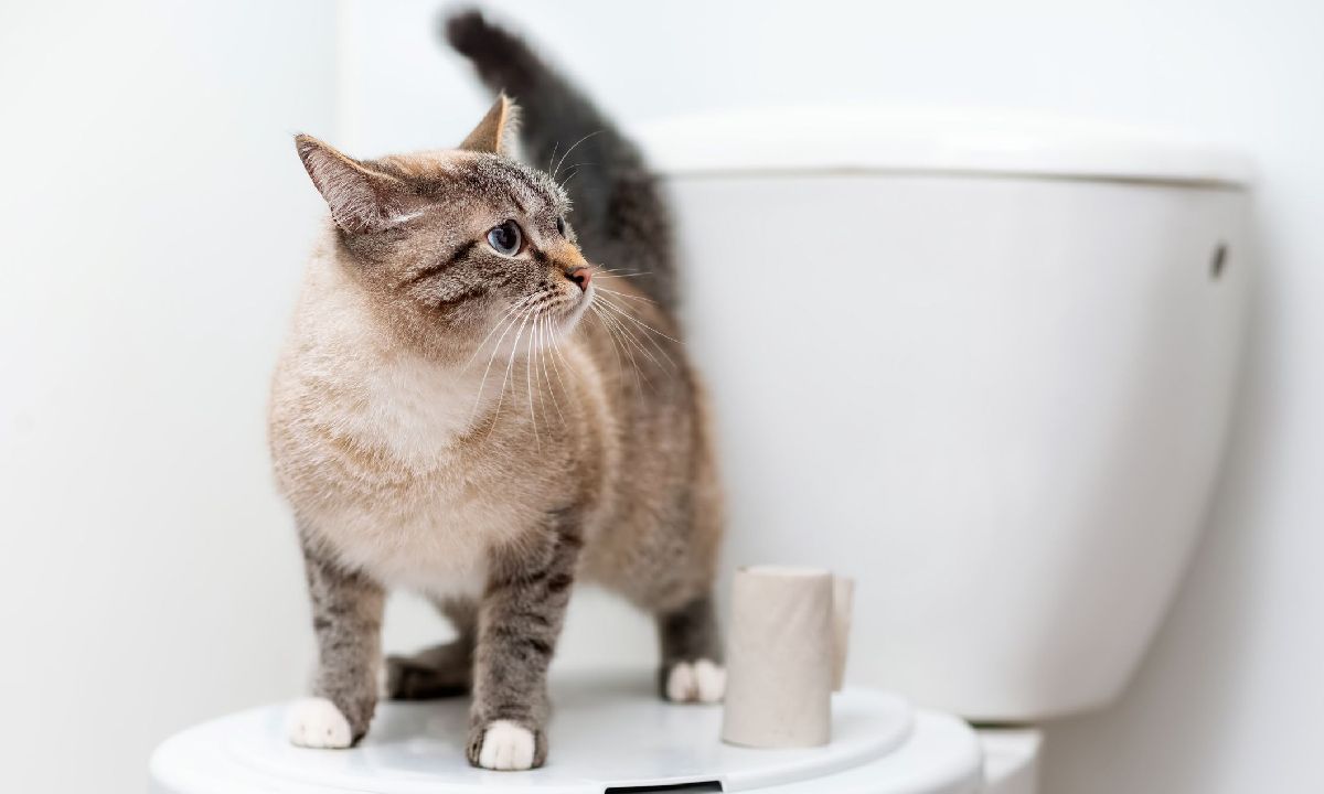 ทำไม "แมว" ชอบเดินตามเราเข้าห้องน้ำ