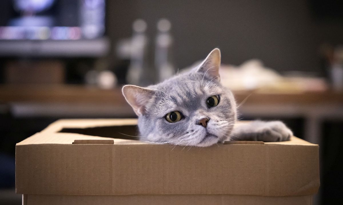 6 เหตุผลทำไม "แมว" ชอบกล่องกระดาษเป็นชีวิตจิตใจ