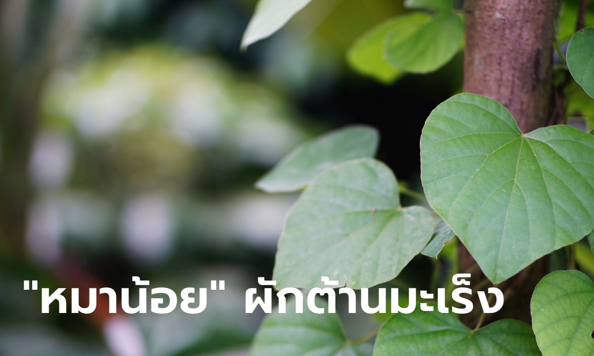 รู้จัก "หมาน้อย" ผักพื้นบ้านเบต้าแคโรทีนสูง ช่วยต้านมะเร็ง ชะลอวัย