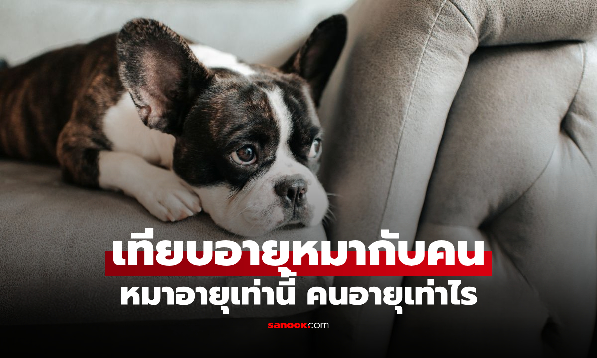 ตารางเทียบอายุ "หมา" กับอายุ "คน" หมาอายุเท่านี้ เท่ากับคนอายุเท่าไร