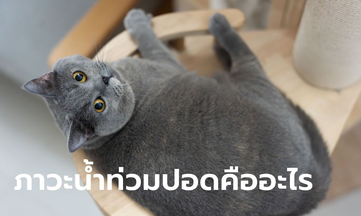 "ภาวะน้ำท่วมปอดแมว" คืออะไร เกิดขึ้นได้อย่างไร ต้องรักษาอย่างไร