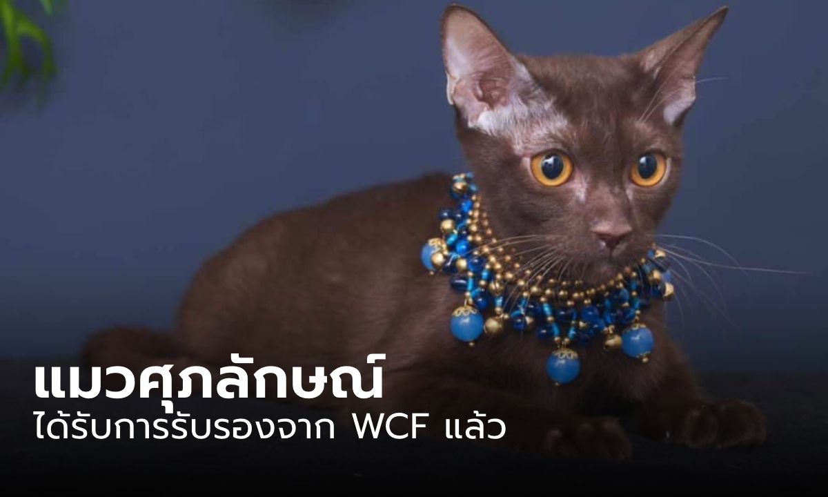 "แมวศุภลักษณ์" แมวไทยโบราณ ได้รับการรับรองสายพันธุ์จาก WCF อย่างเป็นทางการแล้ว