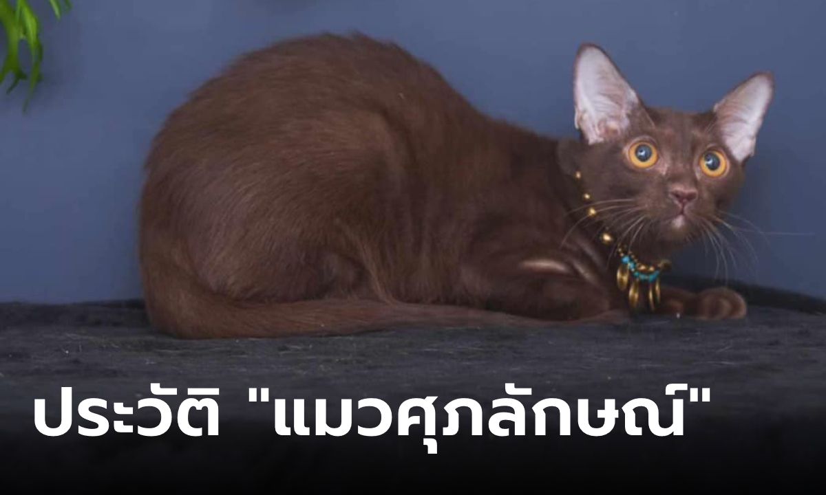 รู้จัก "แมวศุภลักษณ์" แมวไทยโบราณ ที่ถูกจารึกไว้ว่าเป็นสัตว์เลี้ยงของชนชั้นสูง