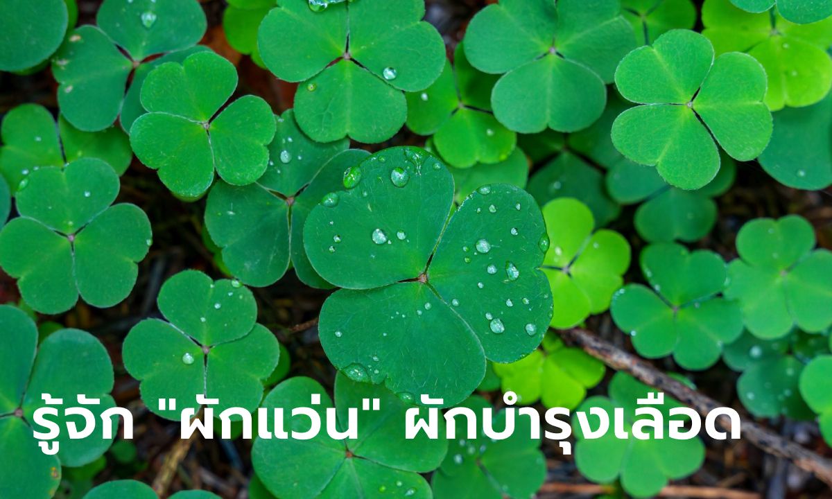 "ผักแว่น" ผักอร่อยหน้าฝน อุดมด้วยธาตุเหล็ก เสริมความแข็งแรงเม็ดเลือด