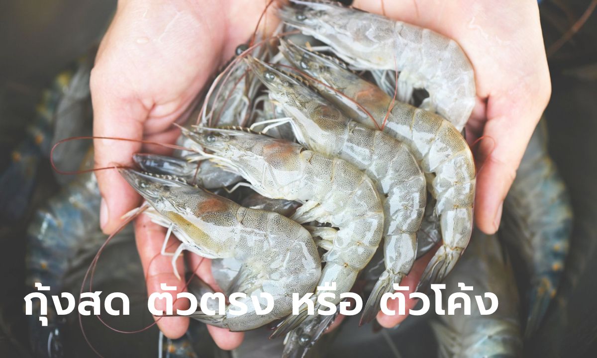 "กุ้งตัวตรง" กับ "กุ้งตัวงอ" กุ้งลักษณะใดคือกุ้งสด และควรเลือกซื้อแบบไหน