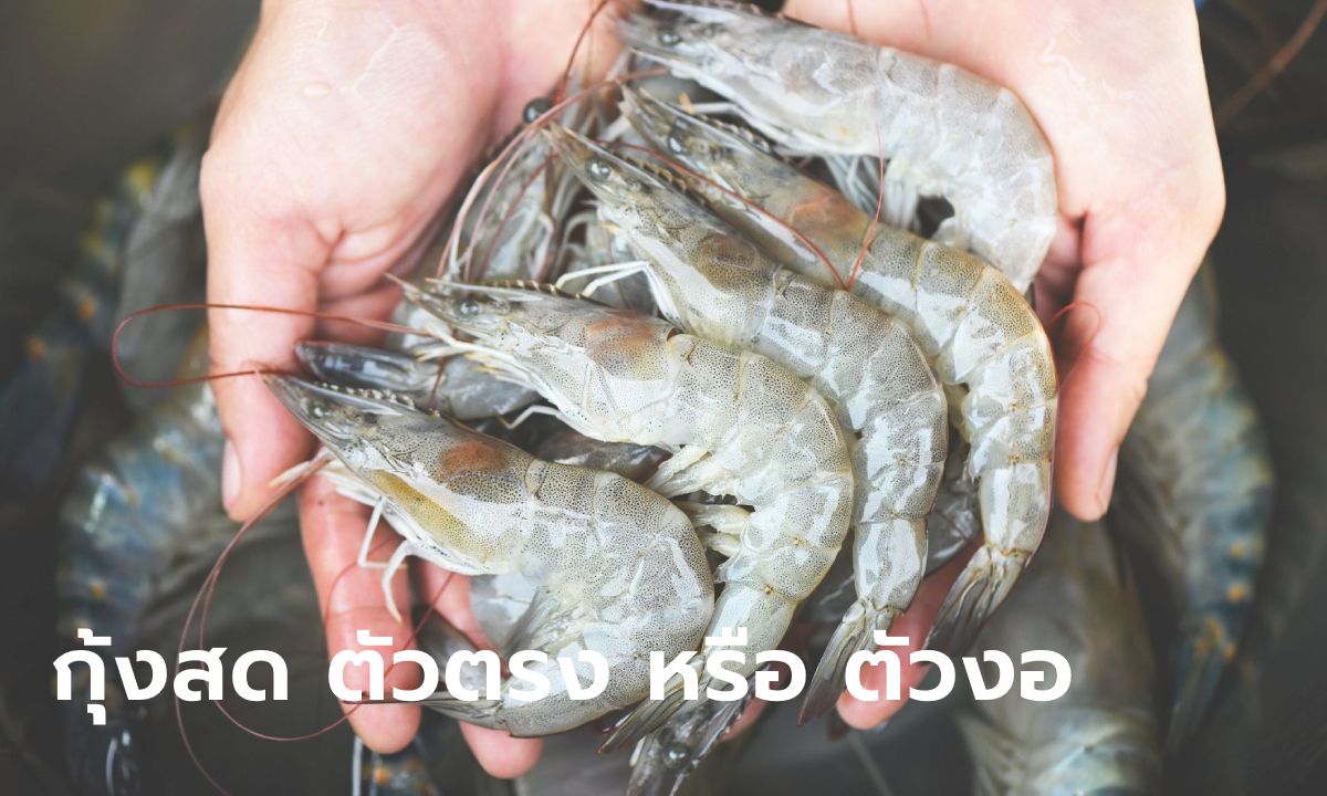 "กุ้งตัวตรง" กับ "กุ้งตัวงอ" กุ้งลักษณะใดคือกุ้งสด และควรเลือกซื้อแบบไหน