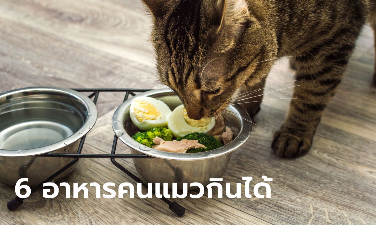 อาหารคนที่ "แมว" กินได้มีอะไรบ้าง และอะไรห้าม "แมว" กินเด็ดขาด