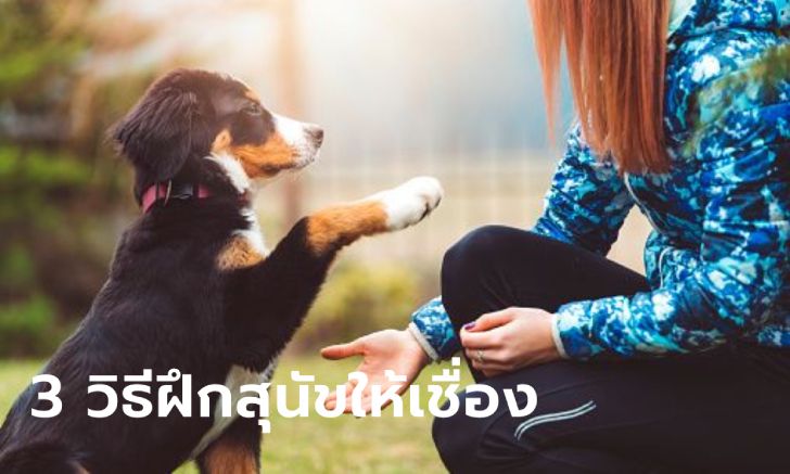 3 วิธีฝึกสุนัขสุดแสบให้เชื่อง ว่านอนสอนง่าย ไม่สร้างปัญหา