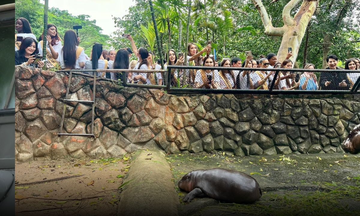 นางงาม “MGI 2024” กรี๊ด “หมูเด้ง” หลับโชว์  ตื่นเต้นได้เจอ ฮิปโปเซเลปสุดฮอต