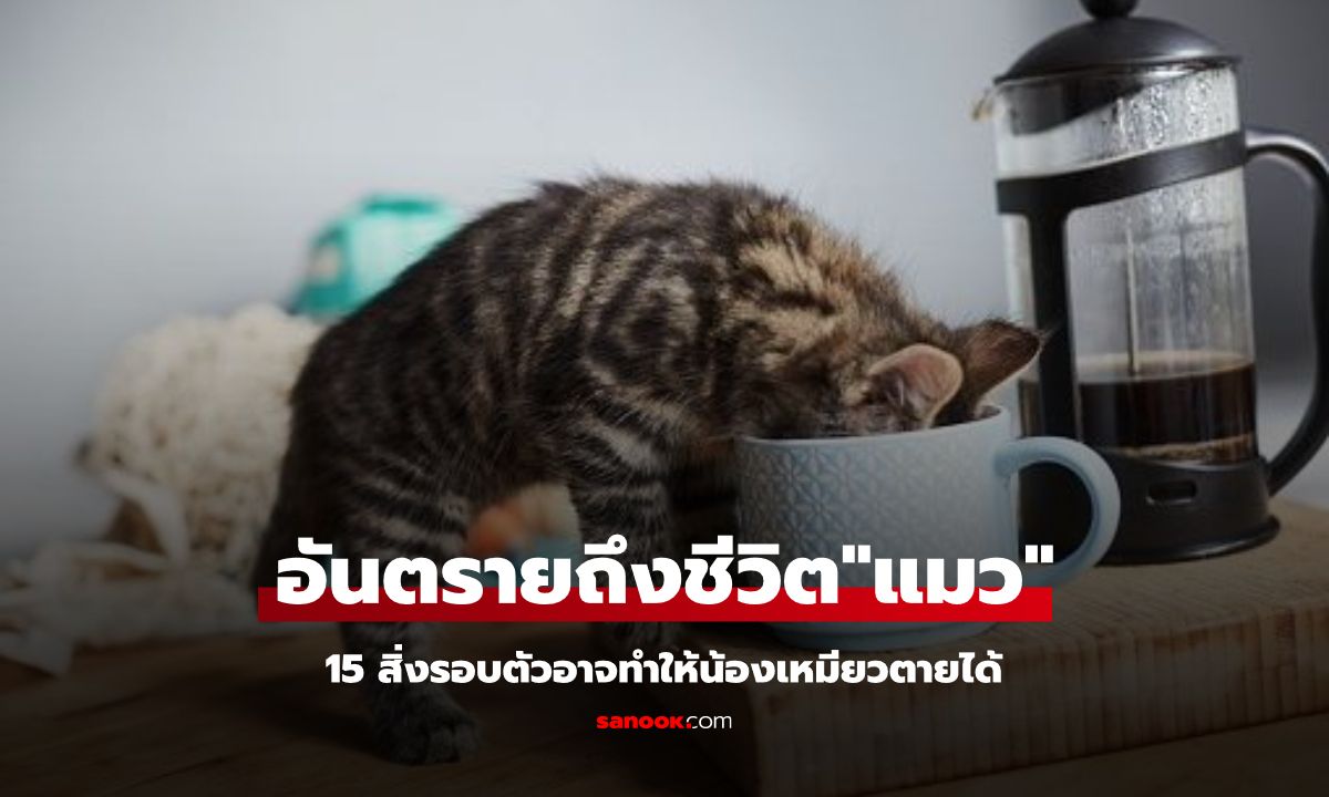 อันตรายถึงชีวิต 15 สิ่งรอบตัวทำให้ "แมว" ตายได้