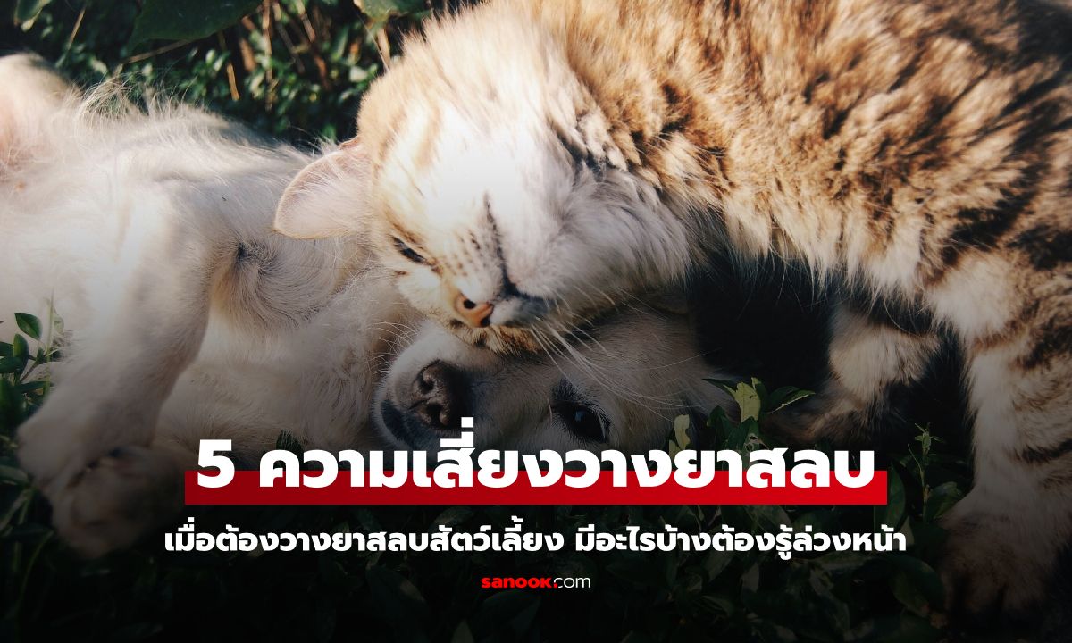 5 ความเสี่ยงจากการวางยาสลบสัตว์เลี้ยง ที่เจ้าของควรรู้ล่วงหน้า