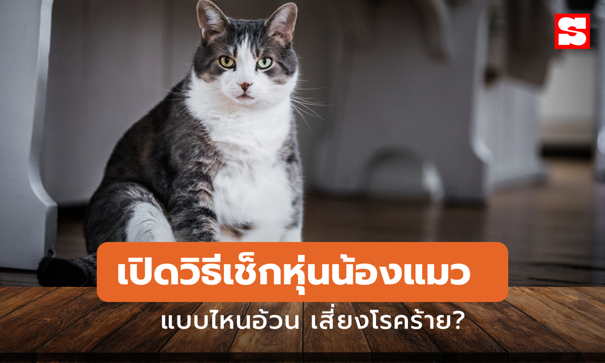 ขนฟูหรืออ้วน? เปิดวิธีเช็กหุ่นน้องแมว แบบไหน “อ้วน” เสี่ยงโรค?