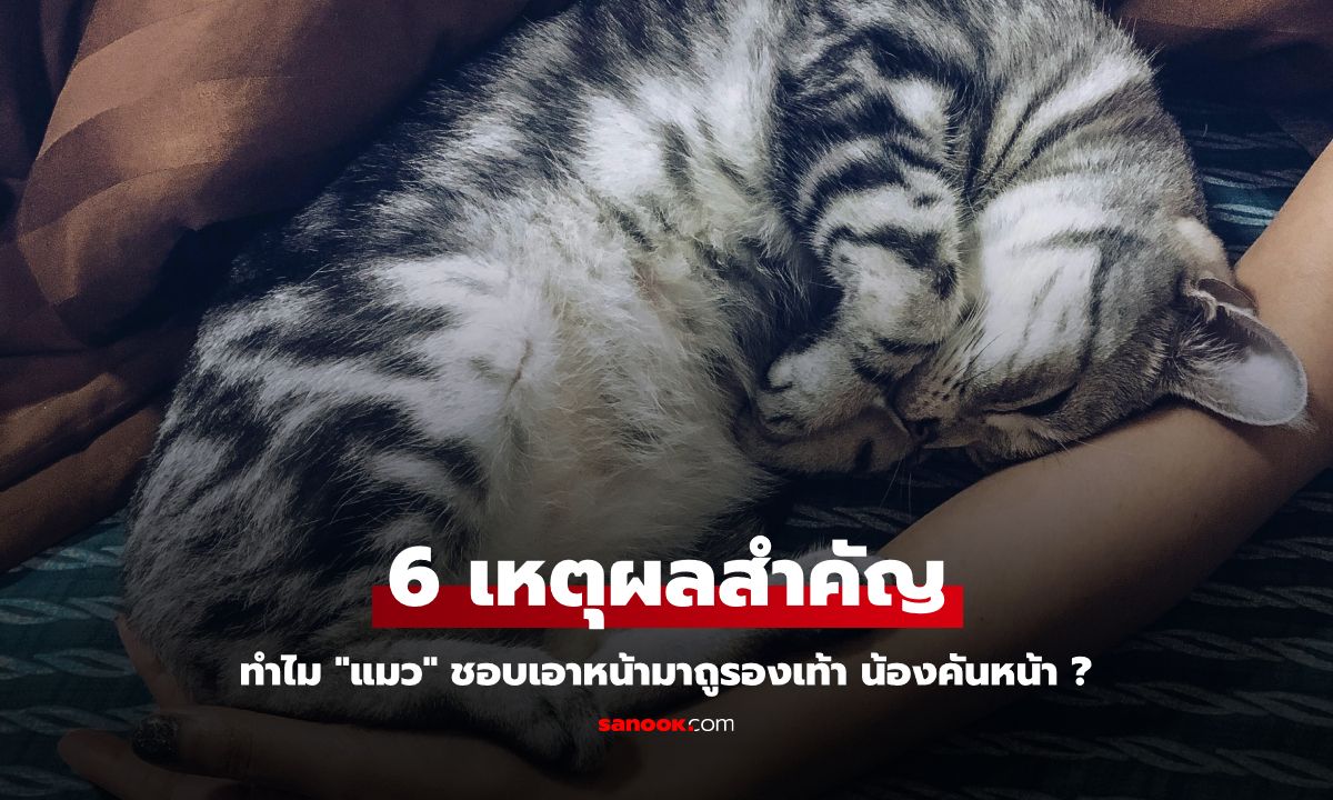 6 เหตุผลทำไม "แมว" ชอบเอาหน้ามาถูรองเท้าเรา น้องคันหน้า ?