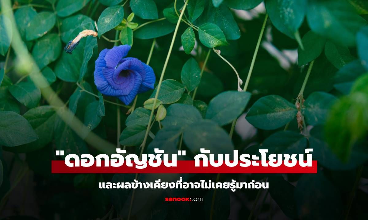 "ดอกอัญชัน" กับประโยชน์ และผลข้างเคียงที่อาจไม่เคยรู้มาก่อน