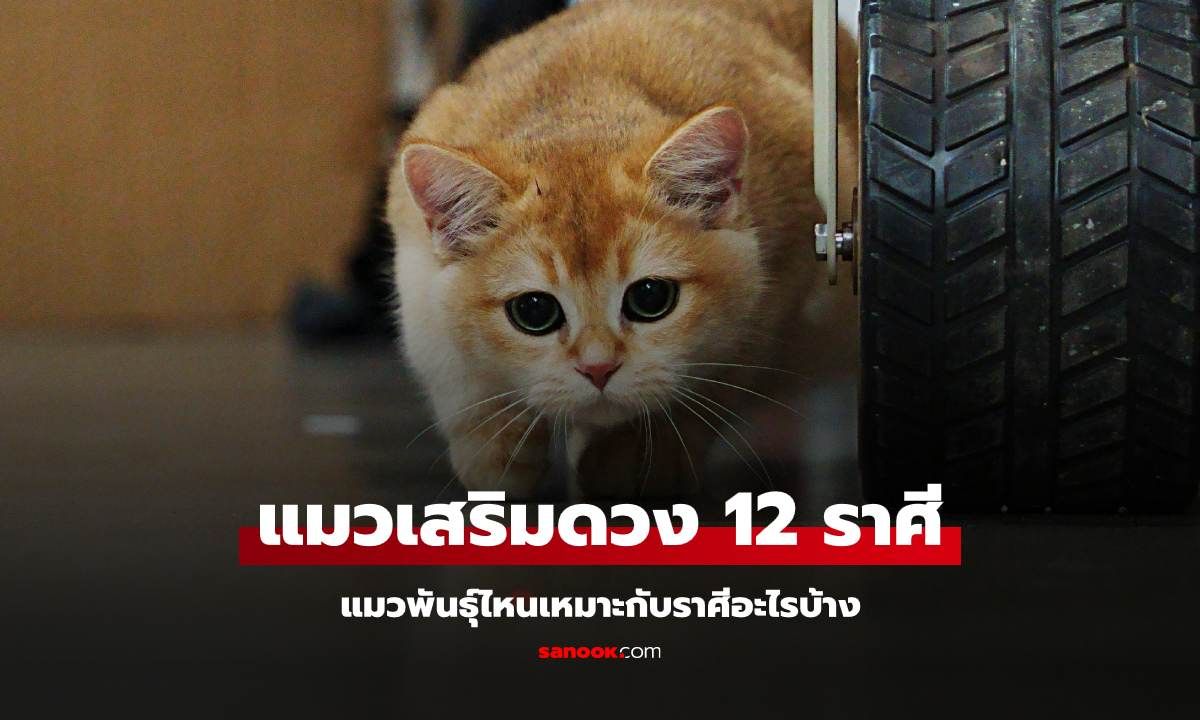 เลี้ยงแมวเสริมดวง 12 ราศี แมวพันธุ์ไหนเหมาะกับราศีอะไรบ้าง