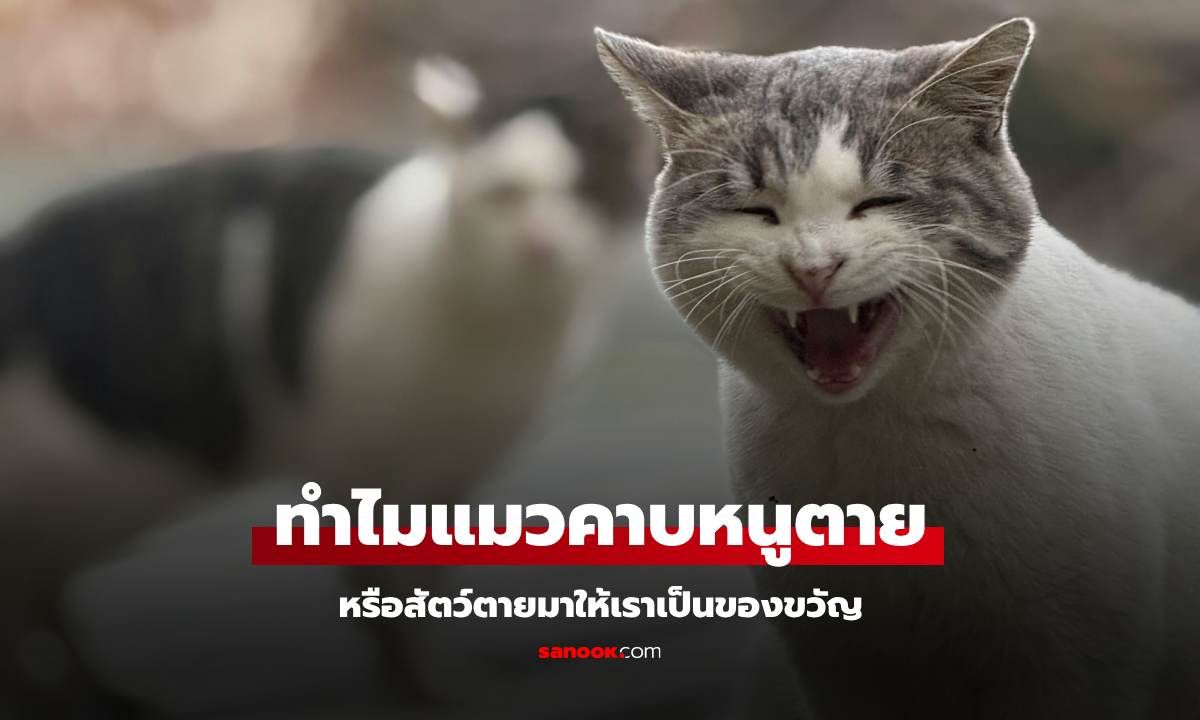 ทำไม "แมว" คาบหนู สัตว์ตายแล้วมาเป็นของขวัญให้เรา