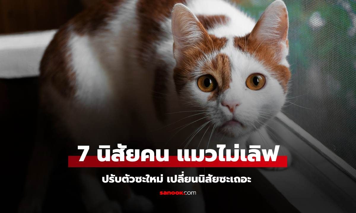 ปรับตัวซะใหม่ เปลี่ยนนิสัยซะเถอะ 7 คนเหล่านี้  "แมว" ไม่เลิฟ