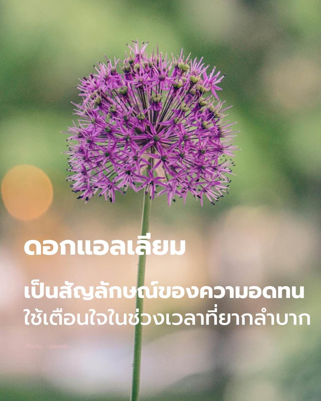 วันวาเลนไทน์