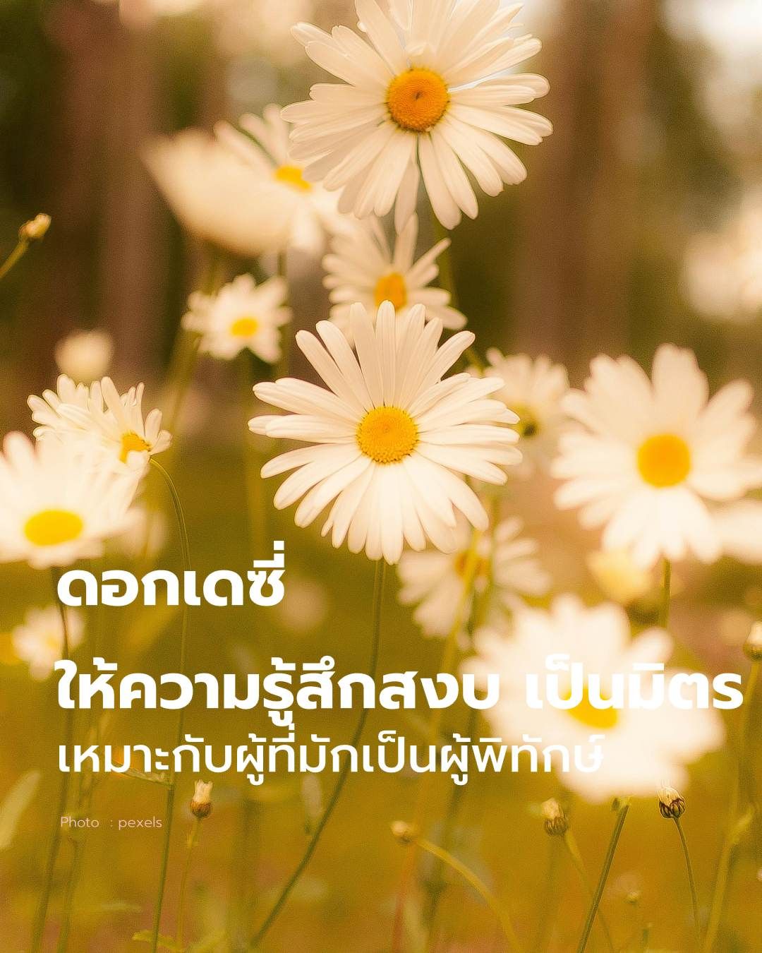 ดอกเดซี่