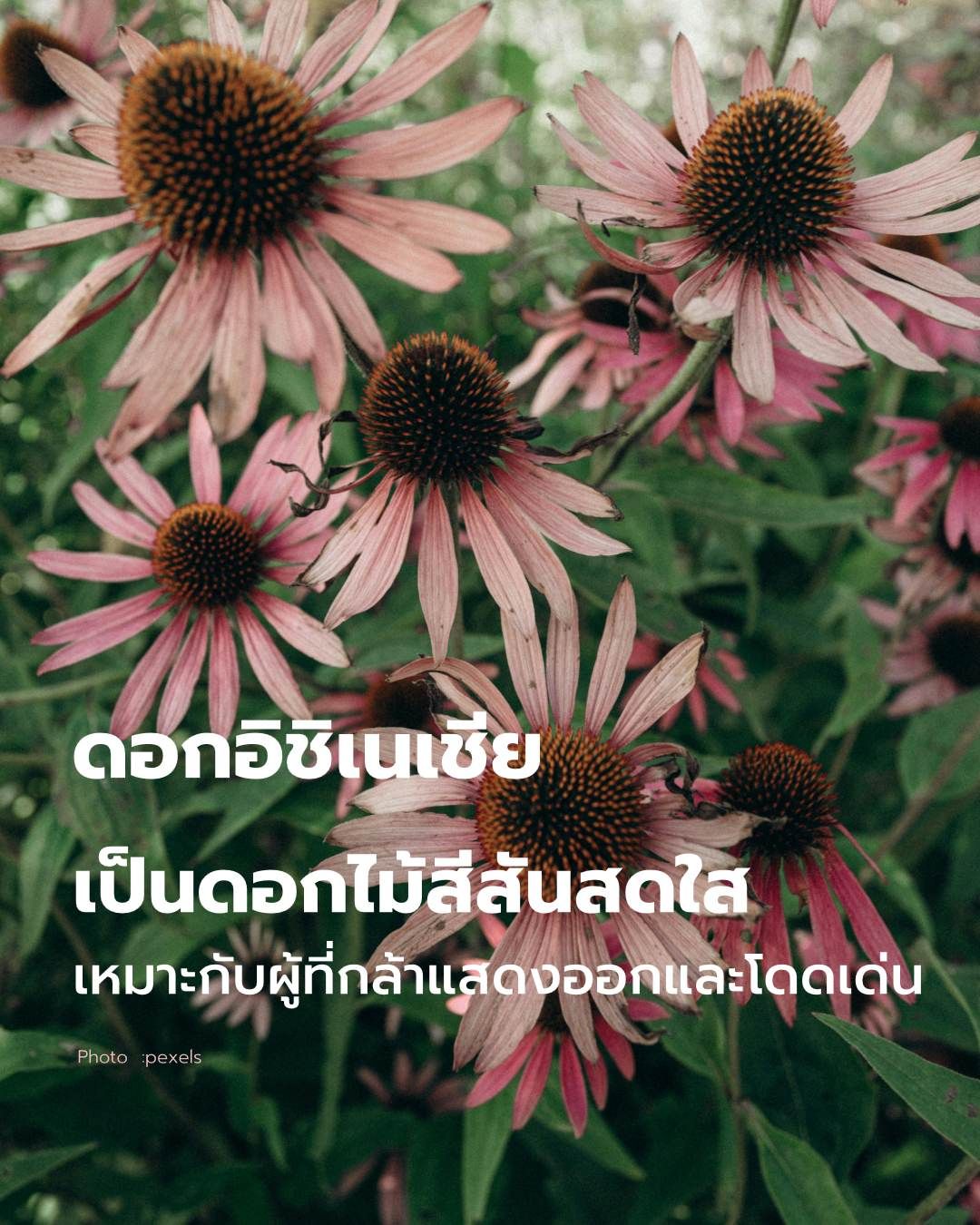 วันวาเลนไทน์