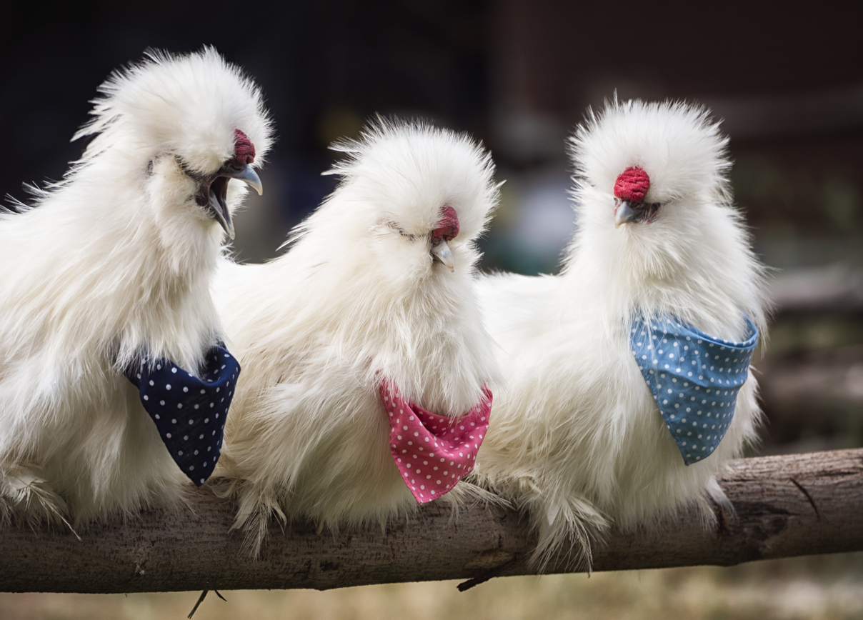 ไก่ซิลกี้ คืออะไร? ทำความรู้จักไก่ซิลกี้ สัตว์เลี้ยงหัวตั้งขนฟูสุดน่ารัก