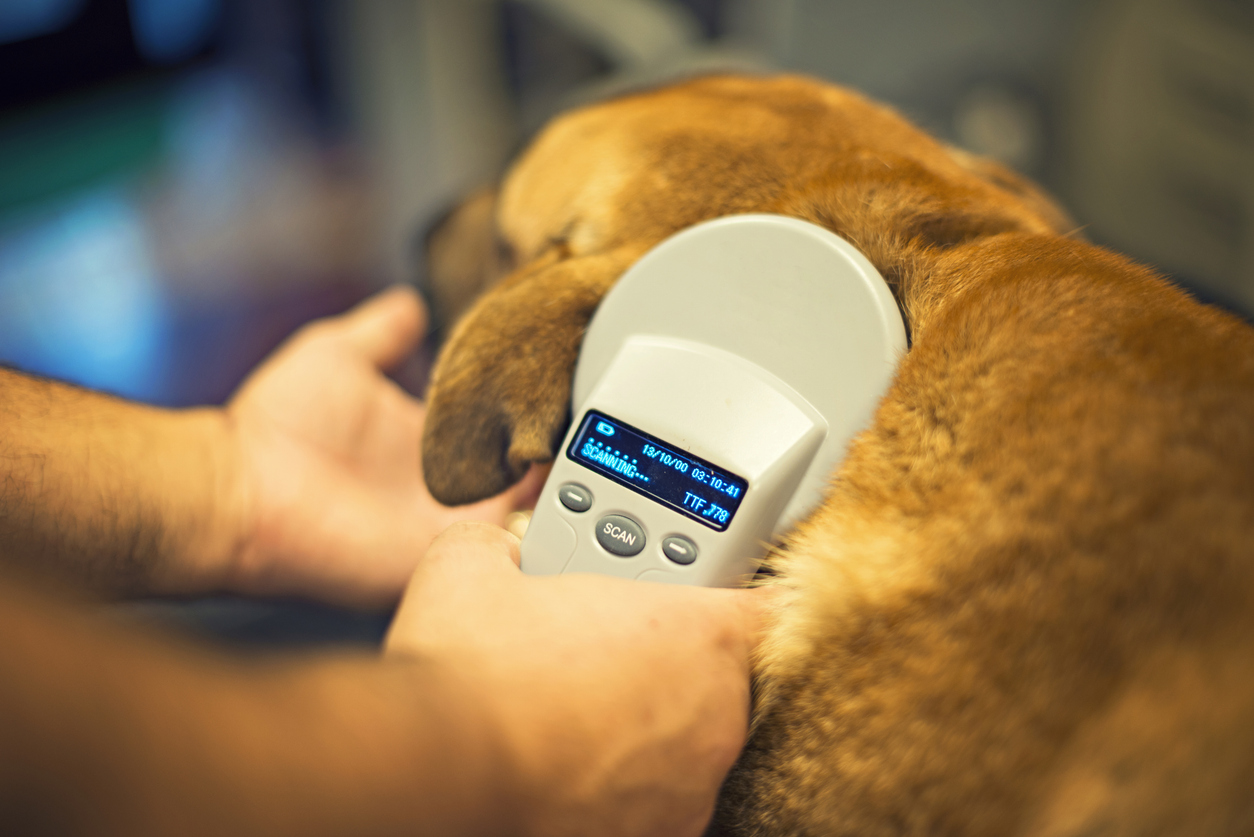 การฝังไมโครชิพ (Microchip) ระบุตัวตนสัตว์เลี้ยงที่เจ้าของควรรู้
