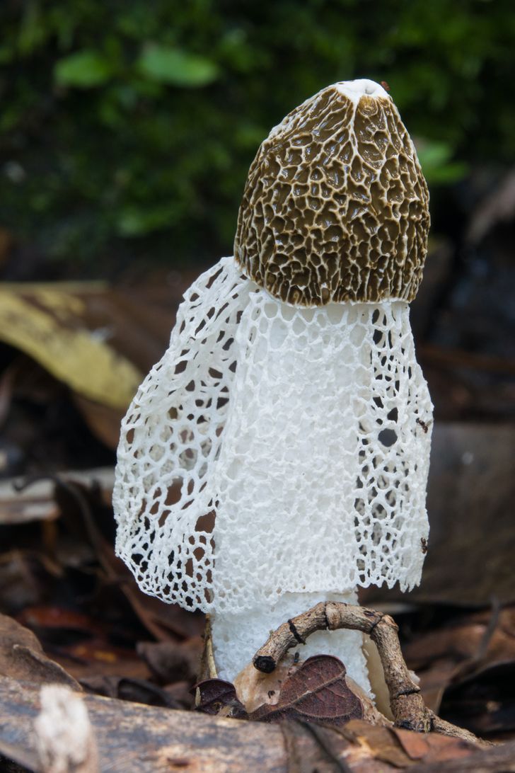 แกงจืดเยื่อไผ่