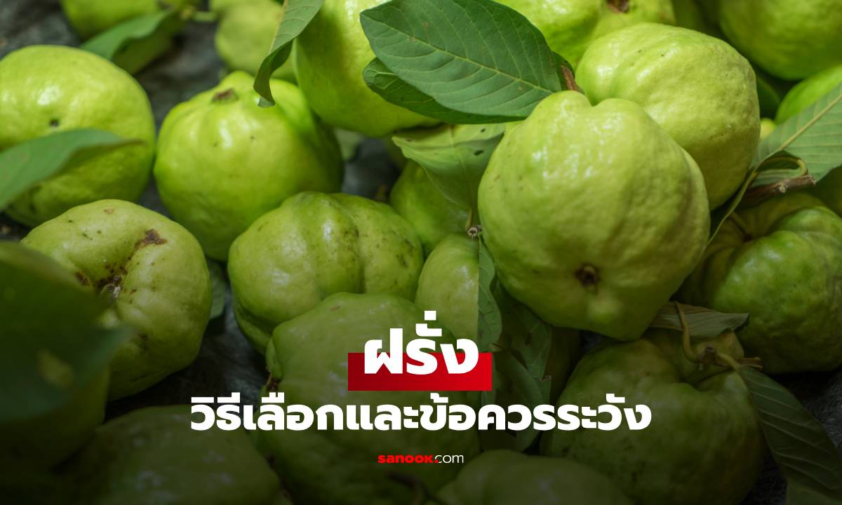 ฝรั่งผลไม้สรรพคุณแน่น พร้อมวิธีเลือกและข้อควรระวัง