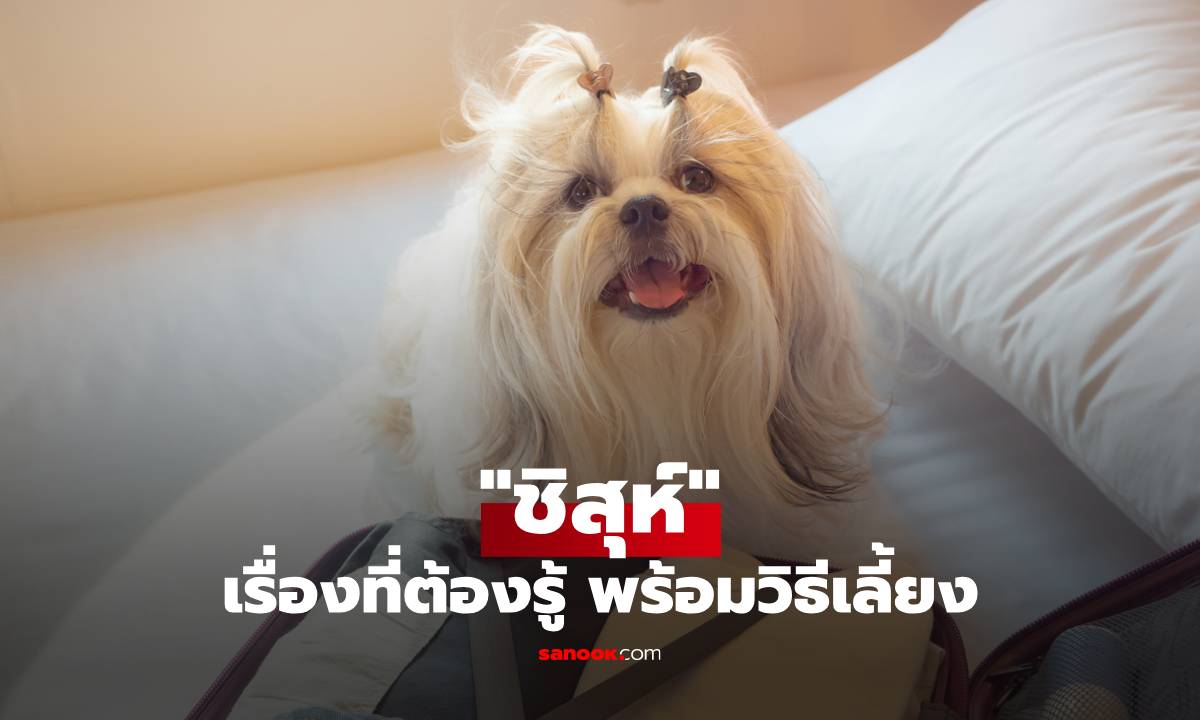 เรื่องที่ต้องรู้เกี่ยวกับหมาชิสุห์ น้องหมาขนปุกปุย พร้อมวิธีเลี้ยง
