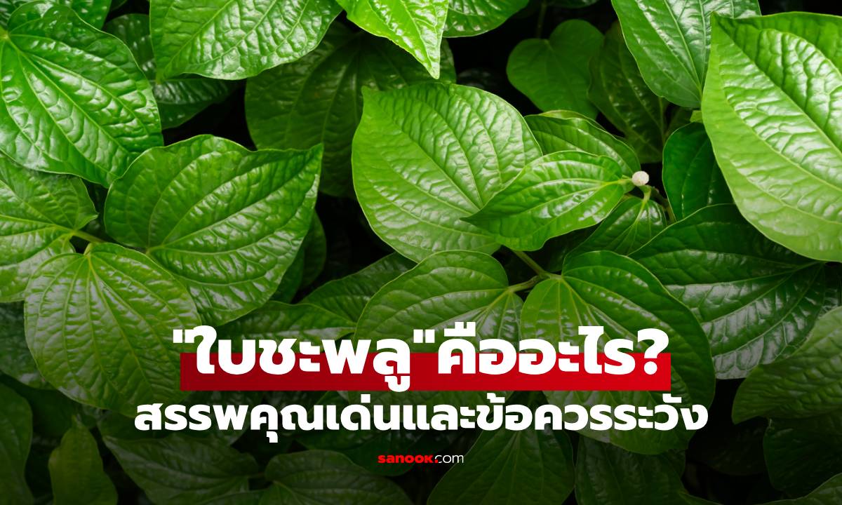 ใบชะพลูคืออะไร พร้อมสรรพคุณเด่นและข้อควรระวัง