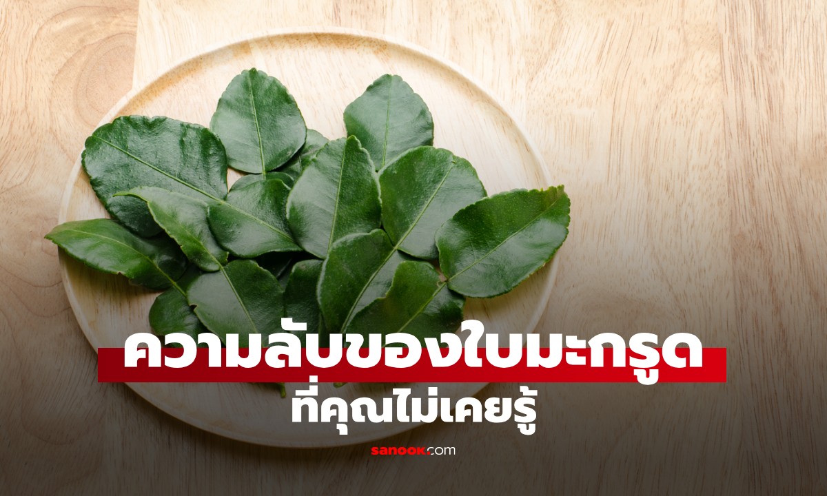 รู้ยัง? ใบมะกรูดช่วยเรื่องสุขภาพได้เพียบ พร้อมข้อควรระวังที่หลายคนมองข้าม