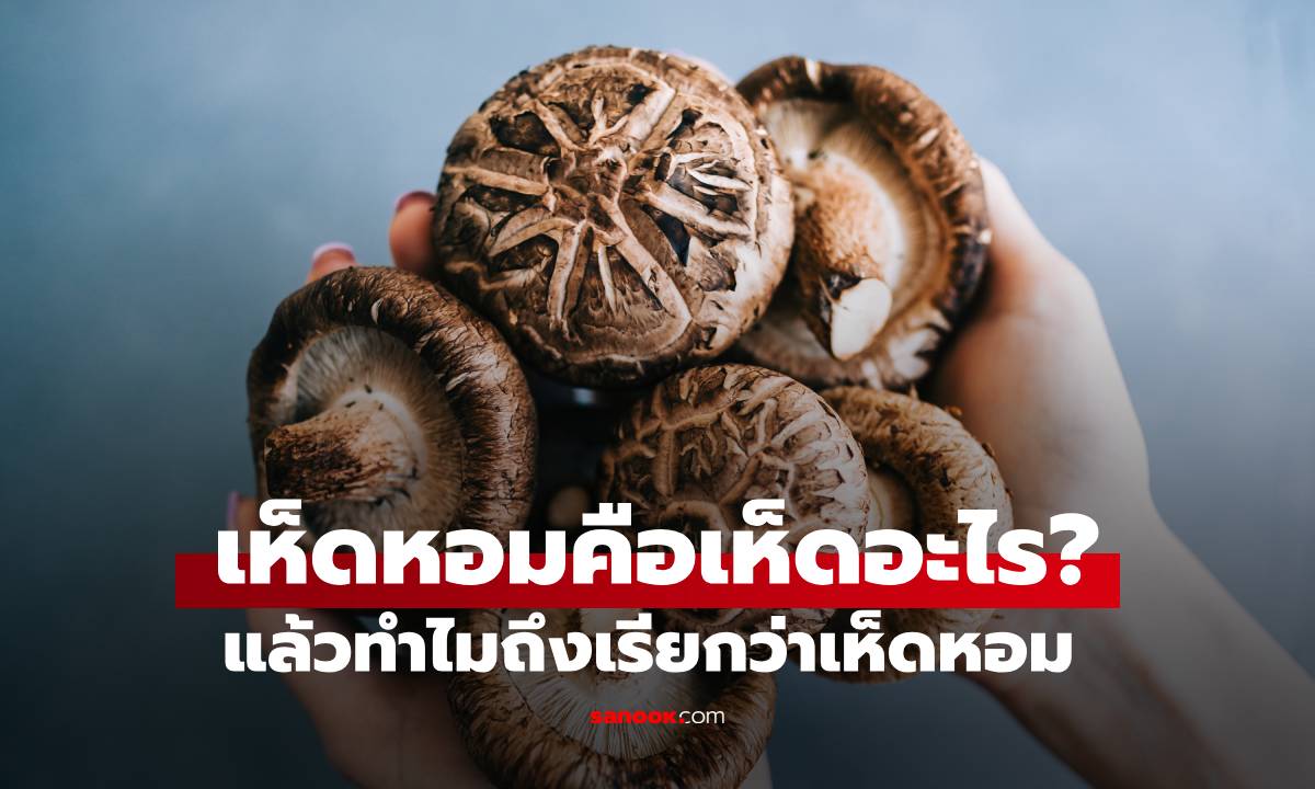 "เห็ดหอม" ที่จริงคือเห็ดอะไร? เปิดสรรพคุณ ทำไมถึงถูกยกเป็น “ซูเปอร์ฟู้ด”