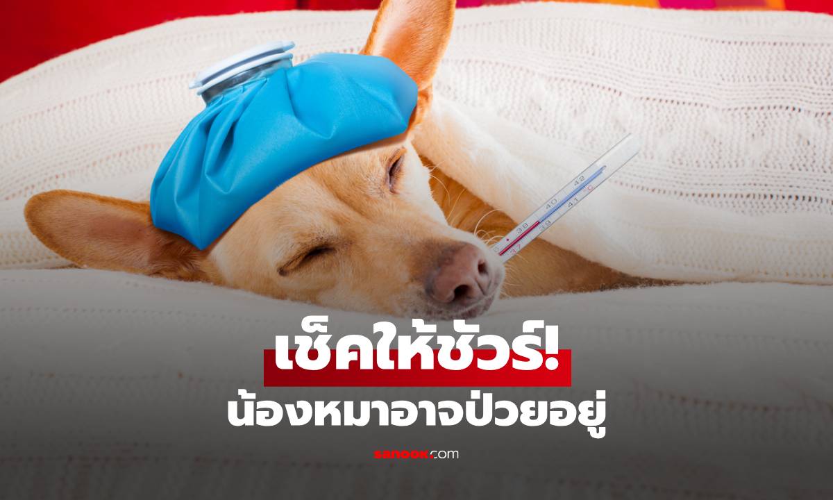 เช็คให้ชัวร์! สัญญาณที่บอกว่าน้องหมาป่วยอยู่