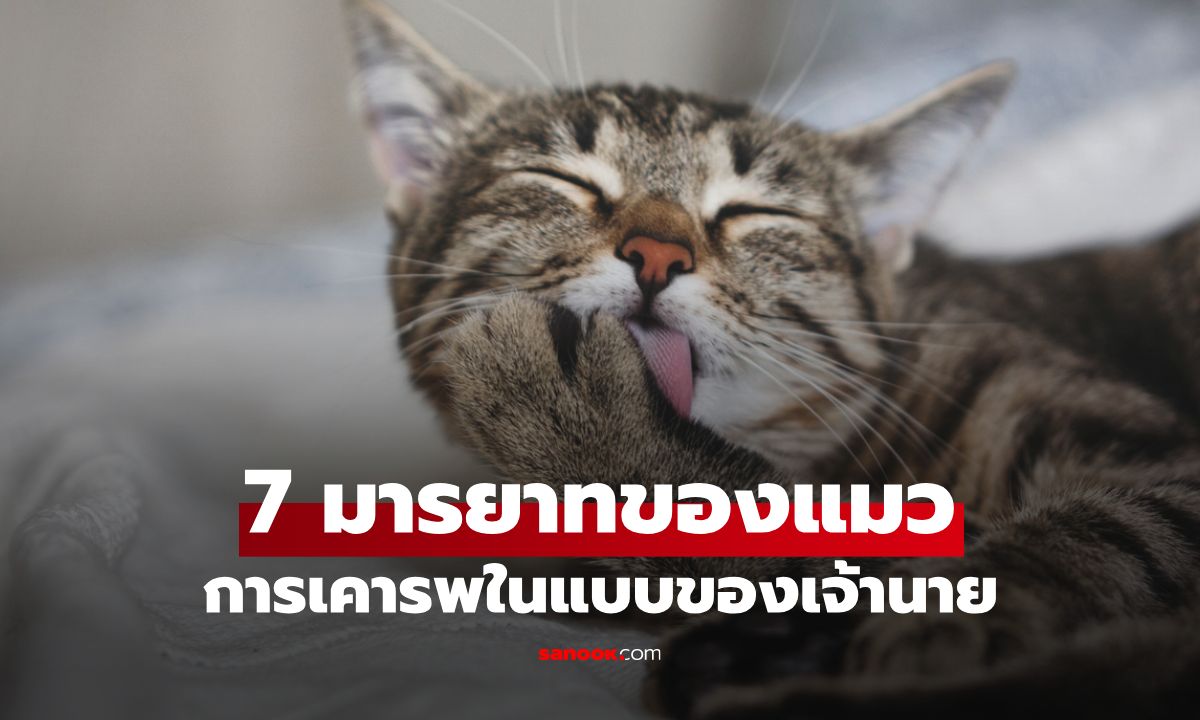 7 มารยาทของแมว เมื่อเพื่อนสี่ขาบอกรักและเคารพในแบบของตัวเอง