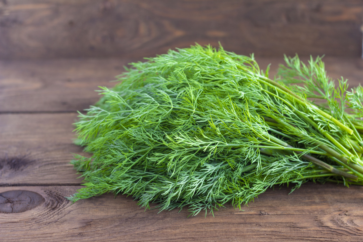 ผักชีลาว สมุนไพรกลิ่นแรงที่หลายคนไม่กล้ากิน แต่ประโยชน์แรงกว่าเยอะ!