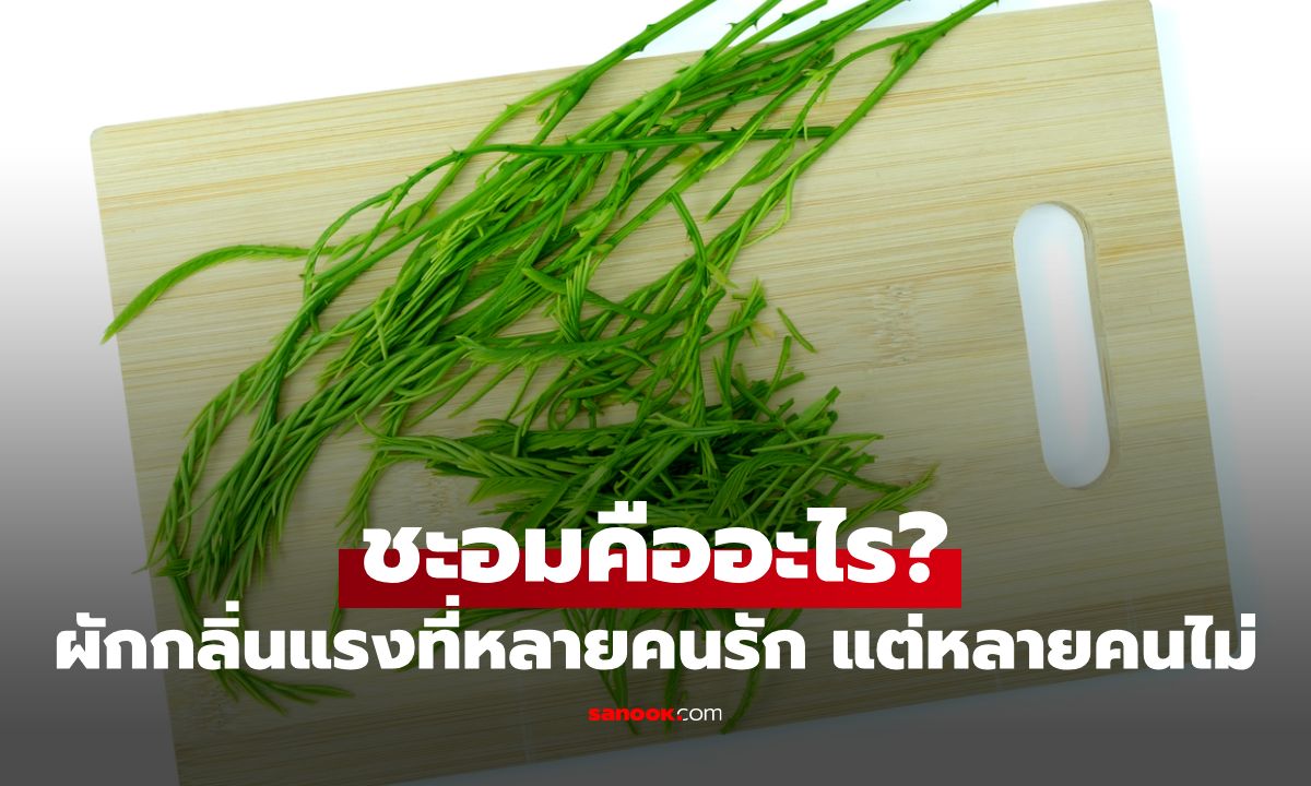 ชะอมคืออะไร? ผักกลิ่นแรงที่หลายคนรัก แต่บางคนกินแล้วกลับเวียนหัว
