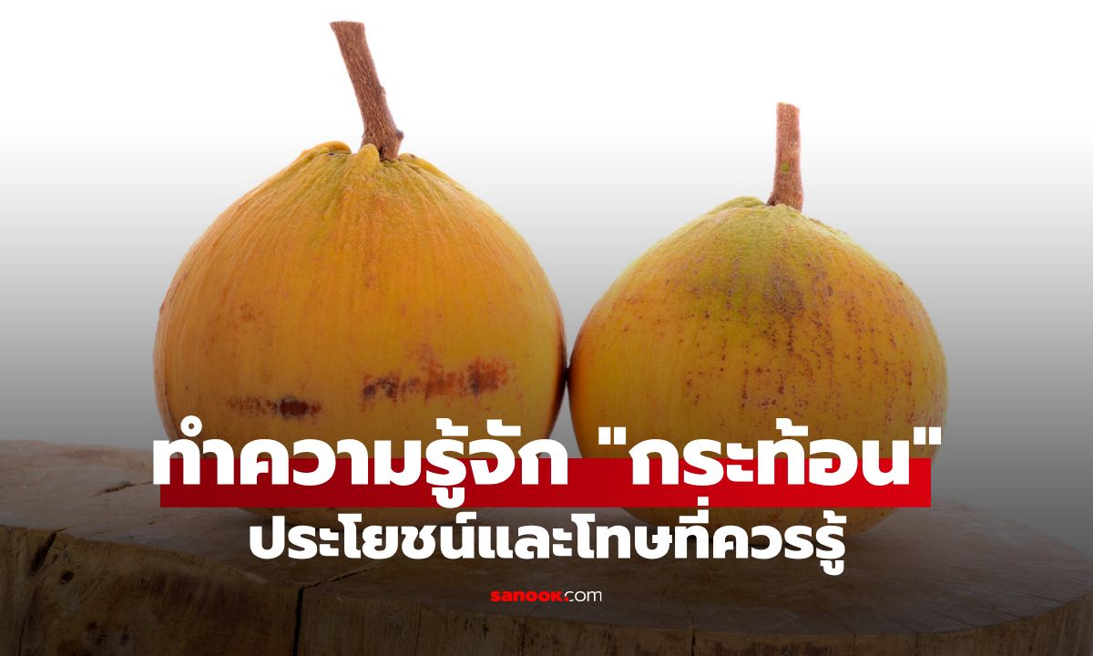 กระท้อน ผลไม้พื้นบ้านรสเปรี้ยวอมหวาน พร้อมประโยชน์และโทษที่ควรรู้