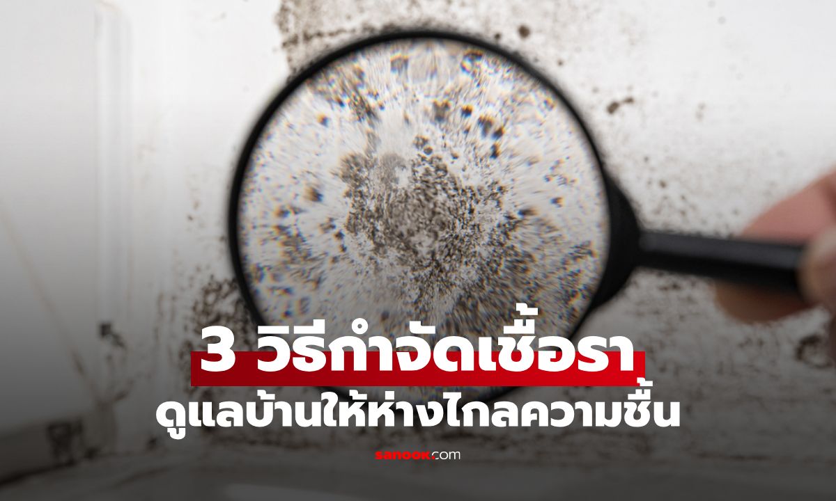 3 วิธีกำจัดเชื้อราหน้าฝน ดูแลบ้านให้ห่างไกลความชื้น