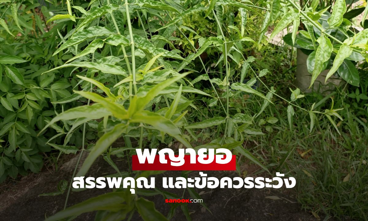 ทำความรู้จักสมุนไพรพญายอ พร้อมสรรพคุณและข้อควรระวัง